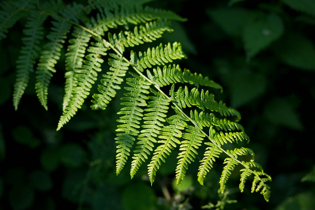 Photo of a fern
